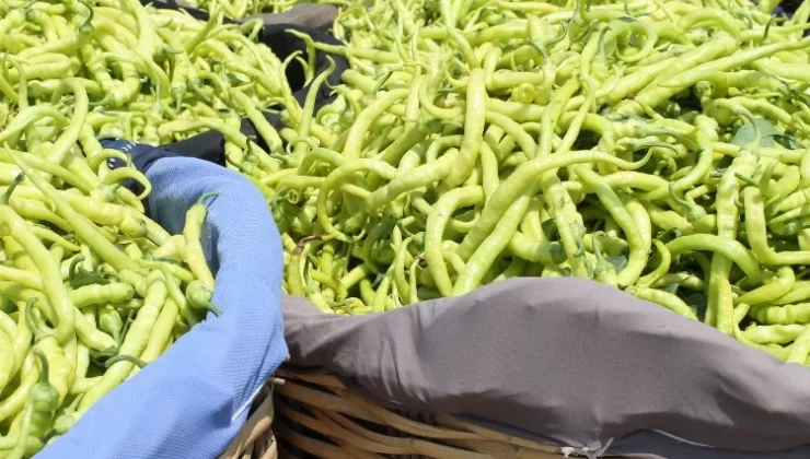 Bursa Yenişehir’de çiftçiler biber ekimine hazırlanıyor