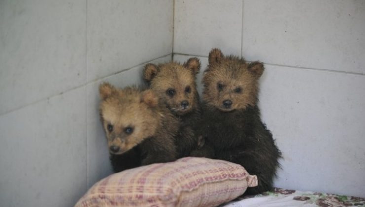 Sevimli ayılar Bursa’da barınağın yeni maskotları oldu