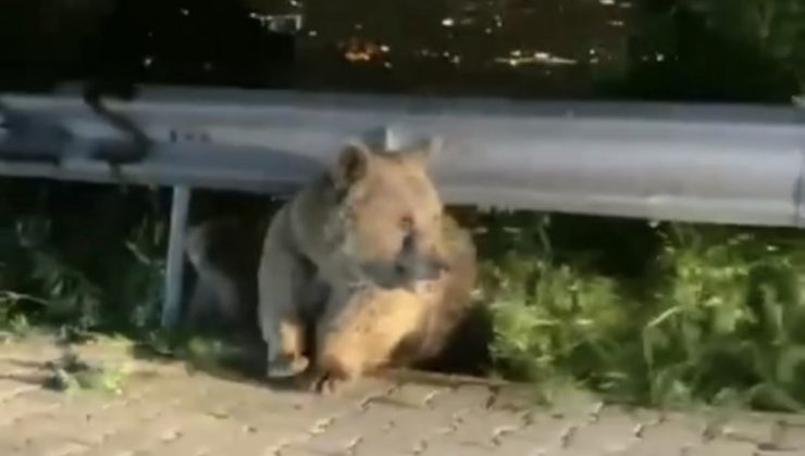 Bursa’da yabani hayvanlar şehir merkezine indi