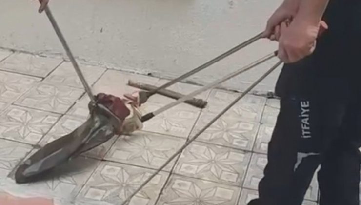 Bursa’da yılan korkulu anlar yaşattı