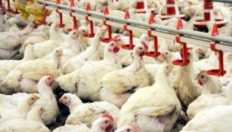 Çin’de binlerce tavuk sıcaktan telef oldu