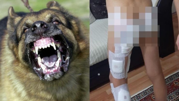 Başıboş köpek terörü bitmek bilmiyor! Küçük çocuğa dehşeti yaşattılar