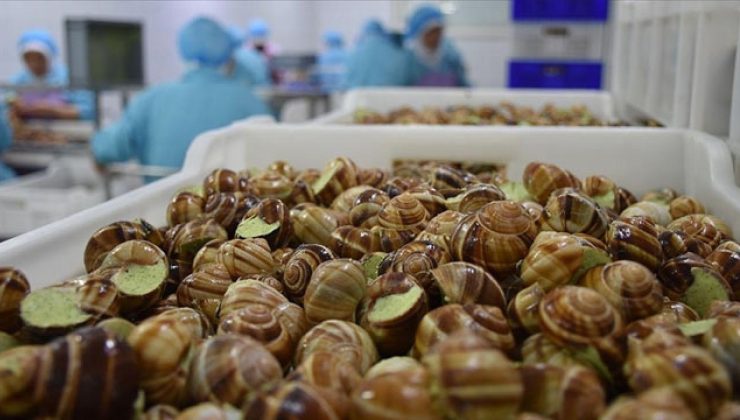 Deniz salyangozu ihracatından 8 milyon dolar gelir