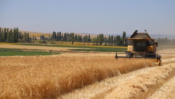 Karakılçık buğdayında hasat sevinci