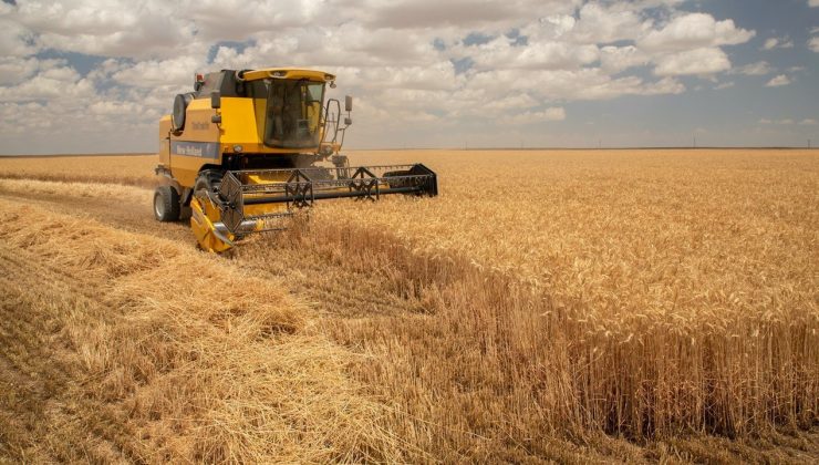 Buğdayda üretim beklentisi: 20,5 milyon ton