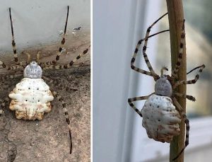 Gümüşhane’de zehirli örümcek tehlikesi