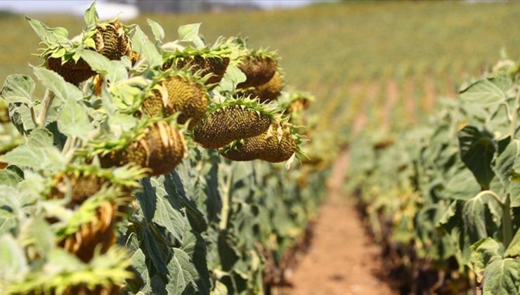 Trakya’da ayçiçeği verimi ve kalitesi düştü