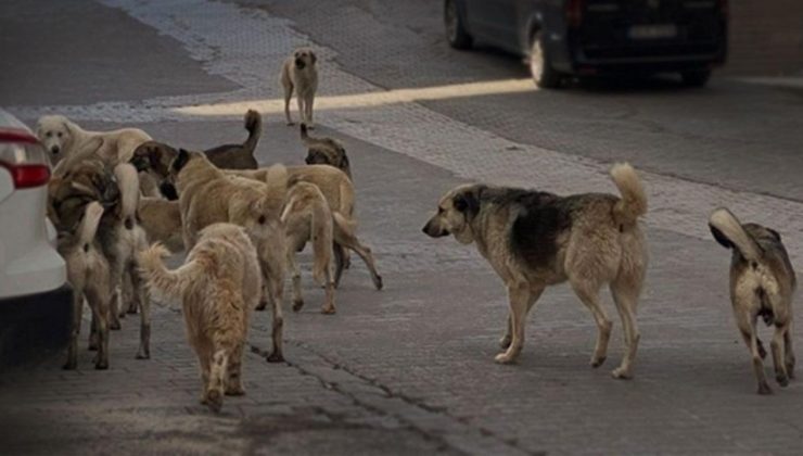 Başıboş köpekler için harekete geçildi!