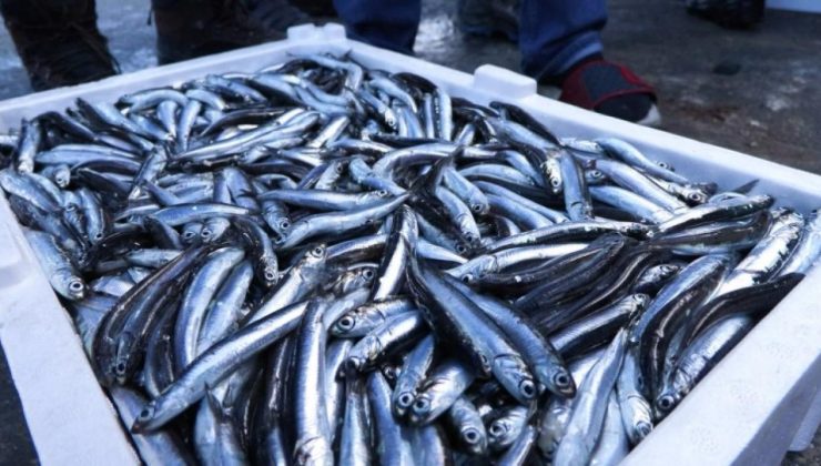 Marmara Denizi’nde hamsi geçen yıla oranla iki kat arttı