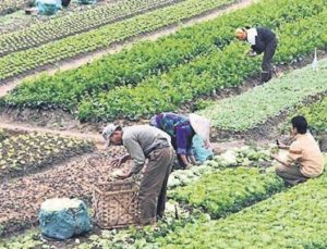 Tarımda yeni dönem resmen başladı