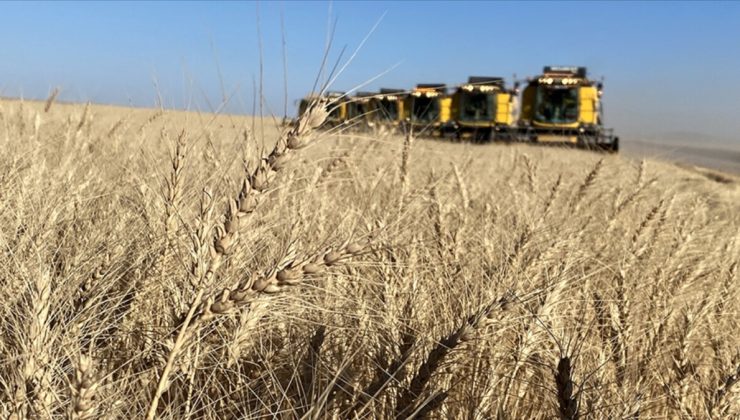 TİGEM, hububat hasadında tüm zamanların rekorunu kırdı