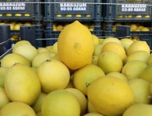 Limonda üretici-market fiyatı farkı 4,5 kat