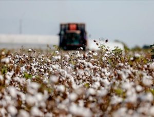 TZOB: Pamukta alım fiyatı artırılmalı!