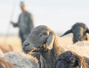 Çoban desteği 30 bin TL’ye yükseltildi