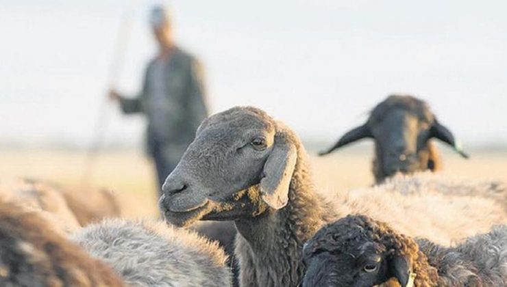 Çoban desteği 30 bin TL’ye yükseltildi