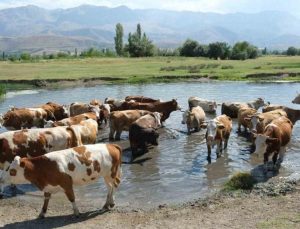 Hayvancılık destekleri için başvuru tarihleri ve şartları açıklandı