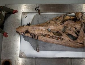 150 milyon yıllık canavarın kafatası bulundu