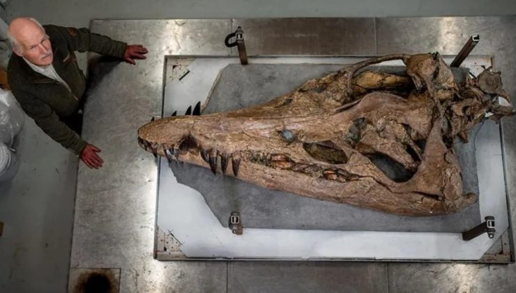 150 milyon yıllık canavarın kafatası bulundu