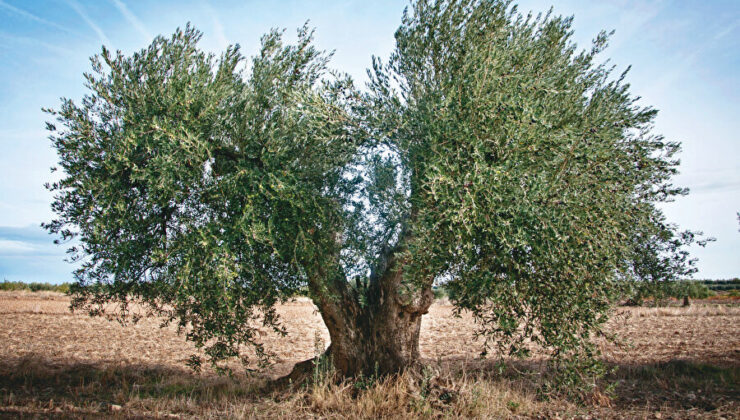 Kırsal ve Çevre Çalışma Grubu zeytin ağaçlarını yalnız bırakmıyor