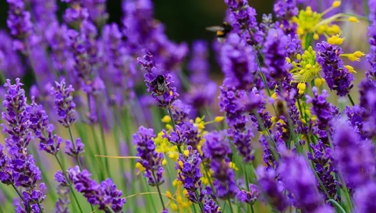Karadeniz Kültür ve Sanat Festivali’nde Ardanuç Lavantası Rüzgârı
