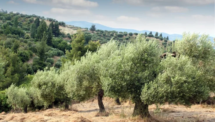 “Su, Zeytin ve Ormanı Çalıyorlar!”