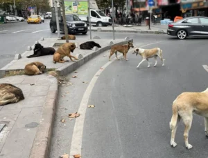 “Katliam Yasası” Eleştirileri Büyüyor: 7527 Sayılı Düzenleme ve Sokak Hayvanlarının Akıbeti